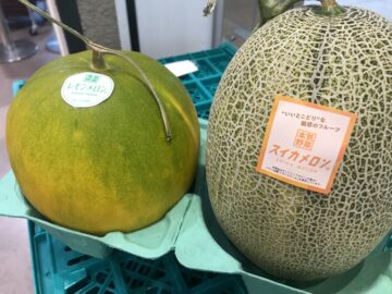 日本初登場！味、見た目はメロンで食感はスイカ 新感覚「スイカメロン