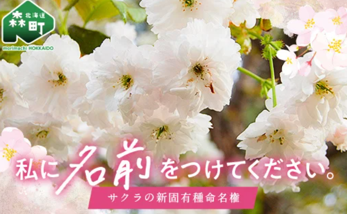 【北海道森町】新種さくらの命名権をふるさと納税「1億円」で募集！の画像