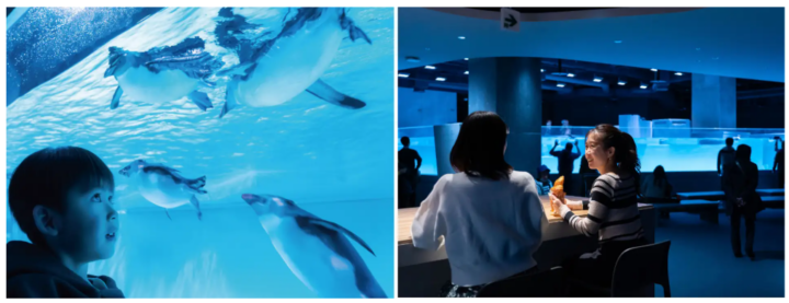 水族館に1年間通い放題、まちのなかでペンギンたちと毎日会える！北海道民限定の年間パスポート「どうみんすいぞくかんクラブ」をスタートの画像
